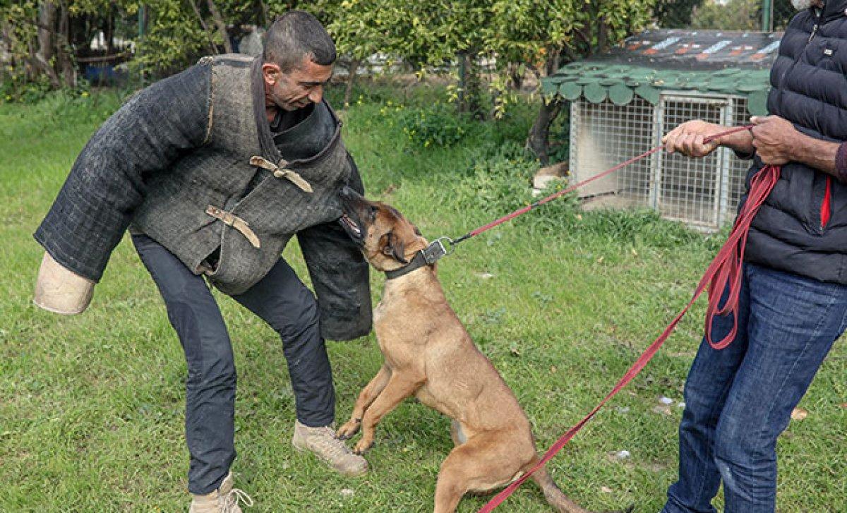 Sokak köpeğiyle karşılaşırsanız yapmanız gerekenler