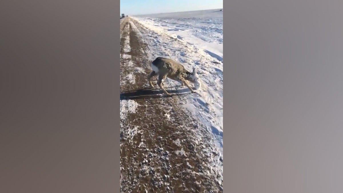 Kazakistan'da ağzı donan karaca, ölümden kurtarıldı