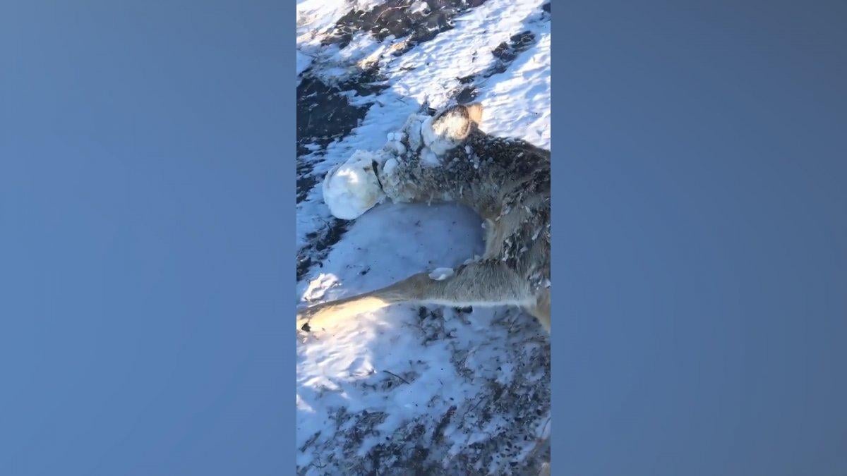 Kazakistan'da ağzı donan karaca, ölümden kurtarıldı