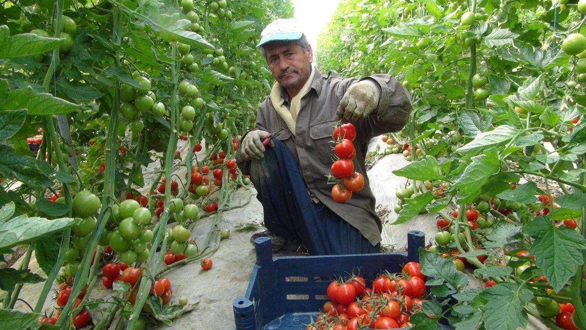 Domatesin fiyatı arttı