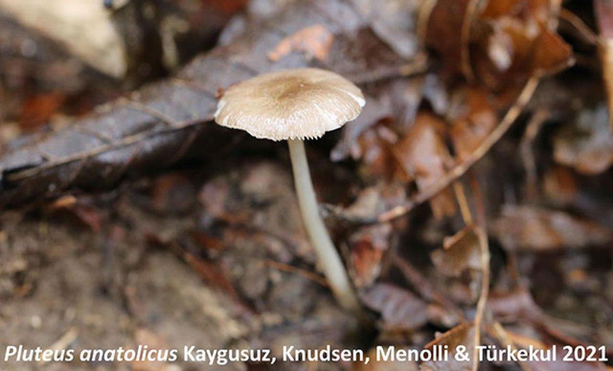 Sadece Türkiye'de yetişen mantar türü keşfedildi