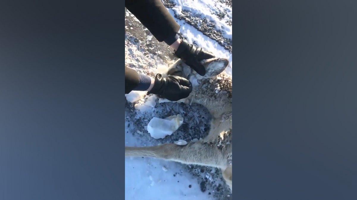 Kazakistan'da ağzı donan karaca, ölümden kurtarıldı
