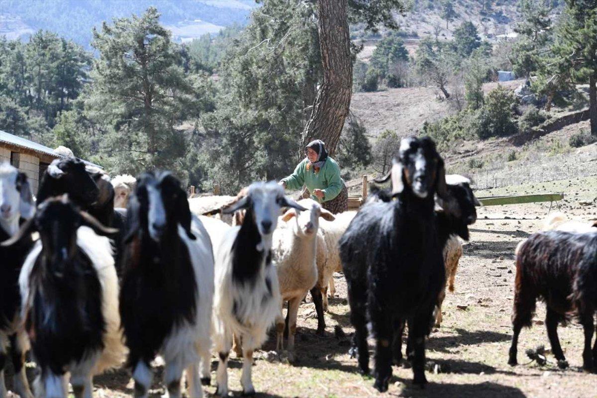Antalya'da 70 yaşındaki kadının 62 yıllık çobanlık hikayesi