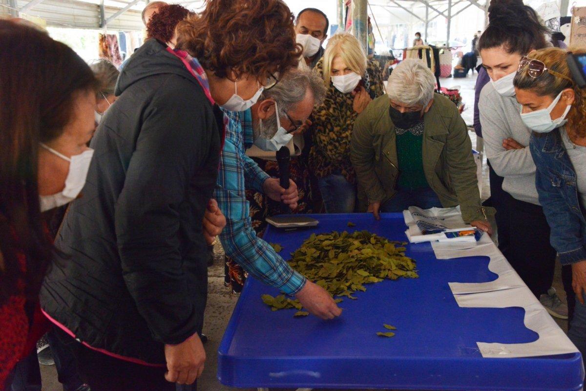 Defne yaprağı ayıklayarak para kazanacaklar