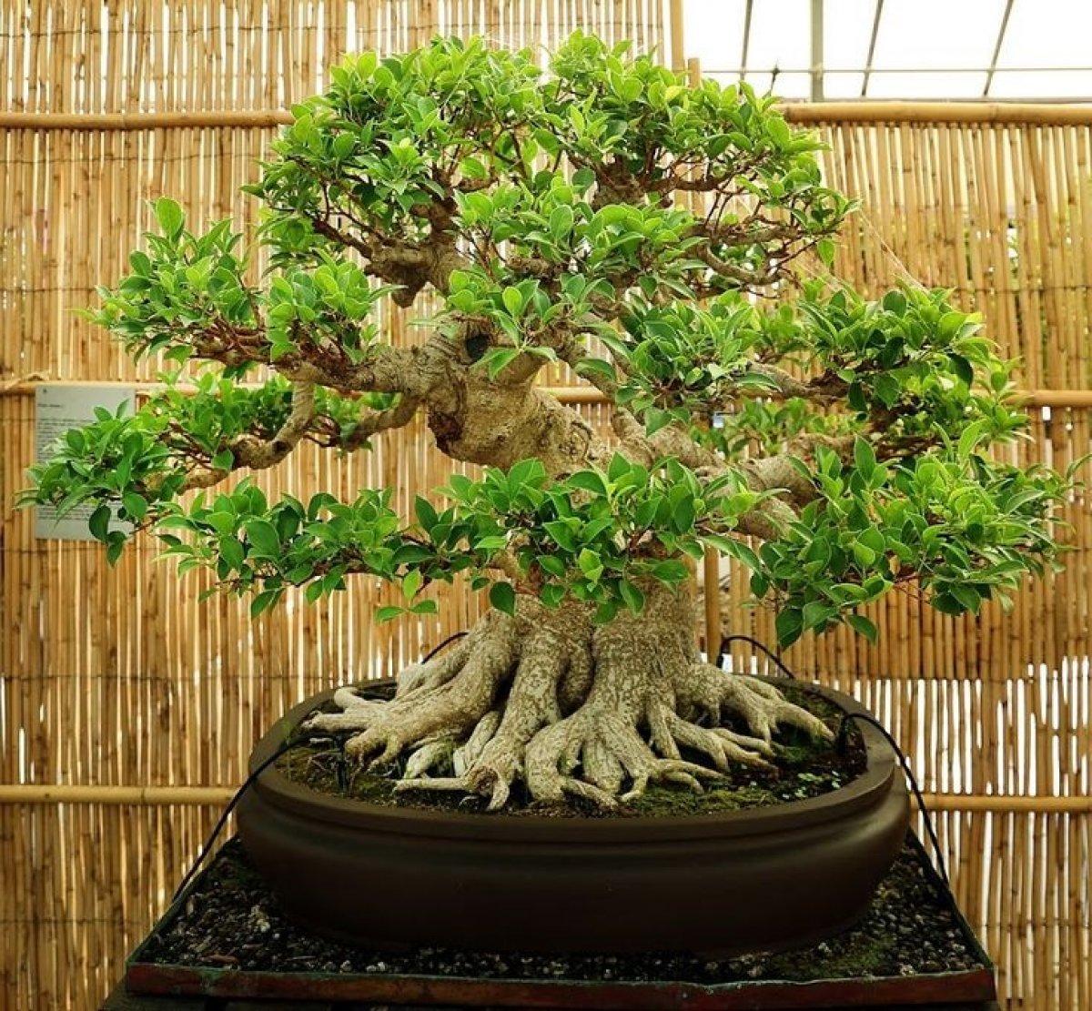 Japonların minyatür ağaç sanatı: Bonsai nedir ve nasıl yetiştirilir?