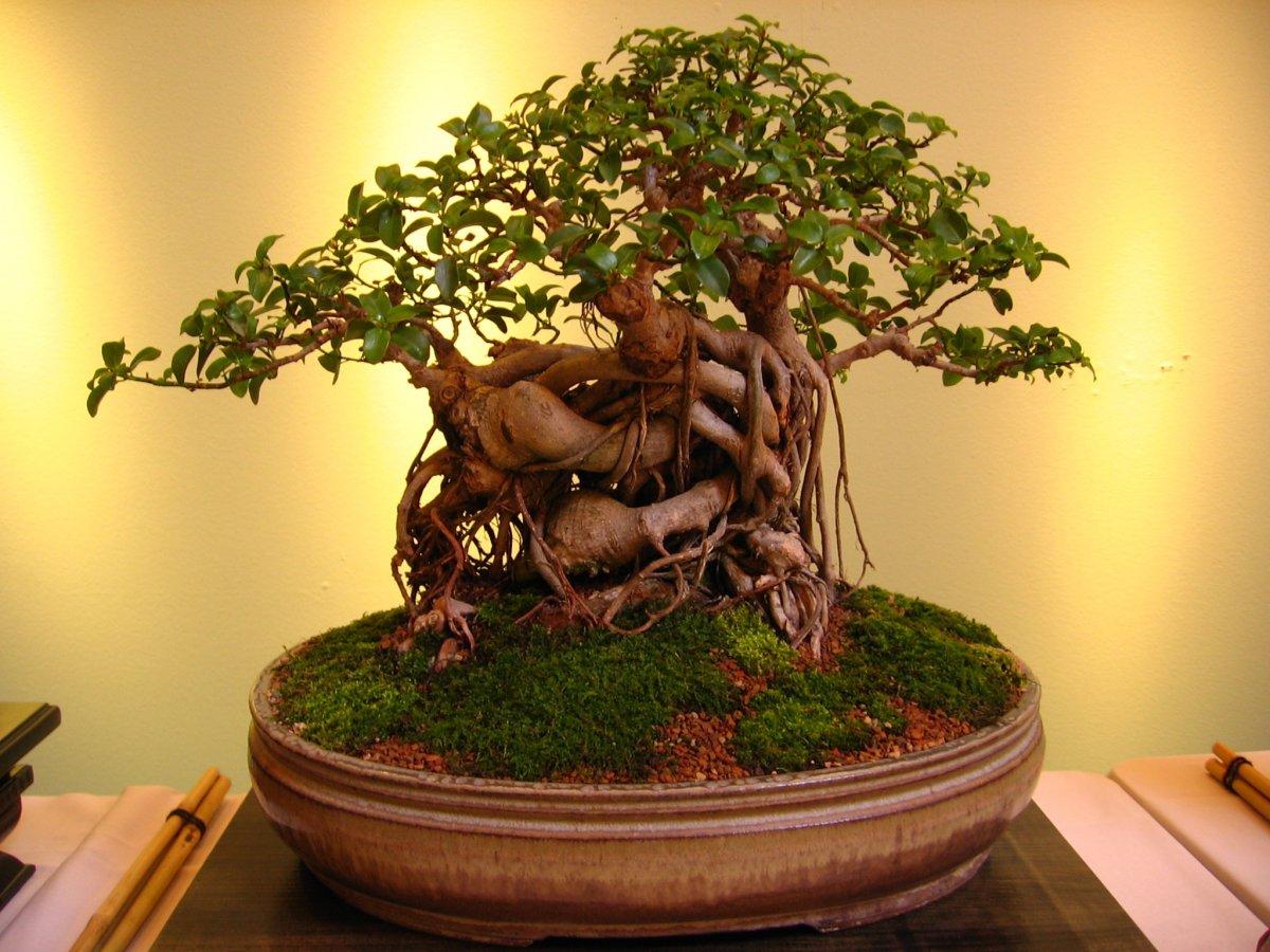 Japonların minyatür ağaç sanatı: Bonsai nedir ve nasıl yetiştirilir?