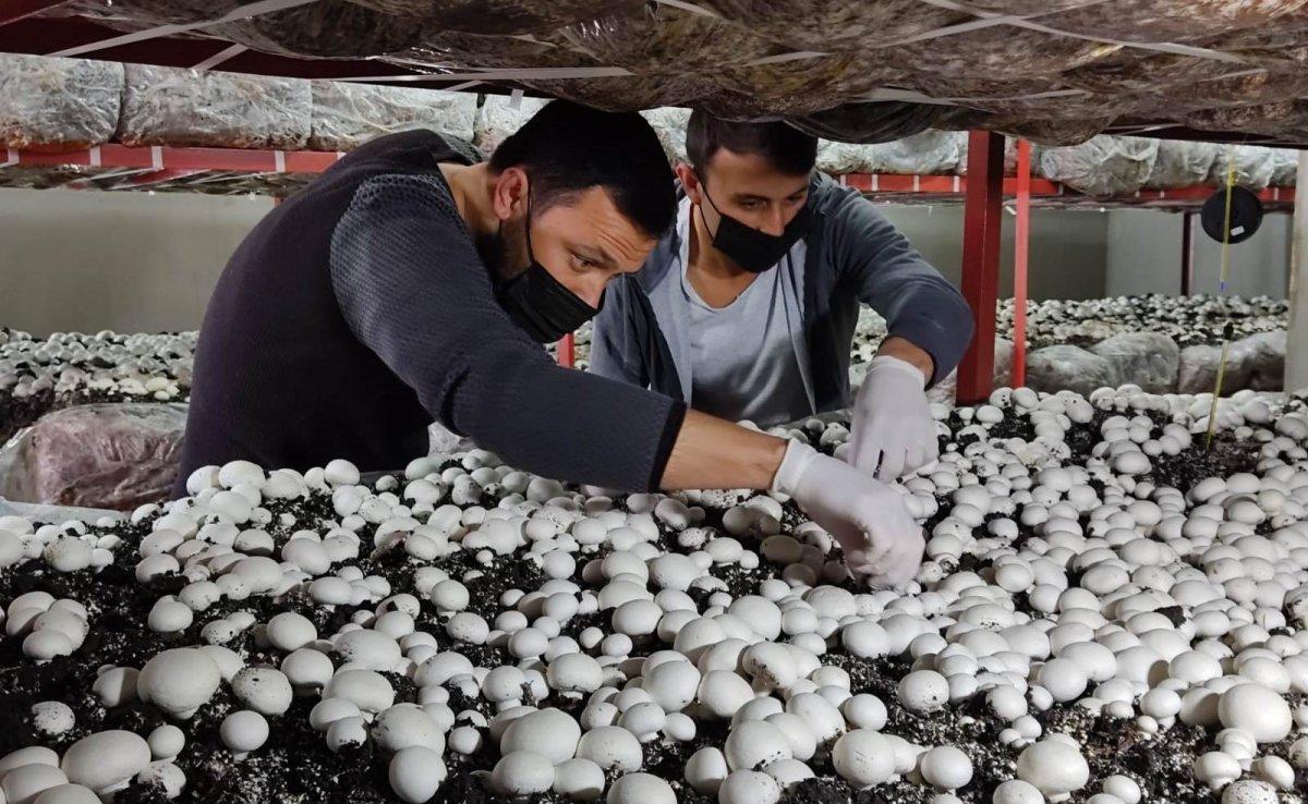 Samsun'da mantar üretimi yapıyor