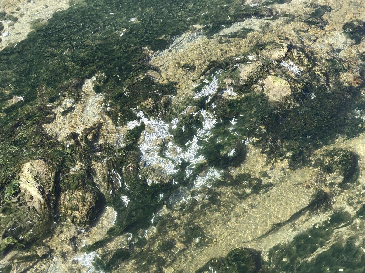 Karabük’te Araç Çayı’na kasalar dolusu ölü hamsi döküldü