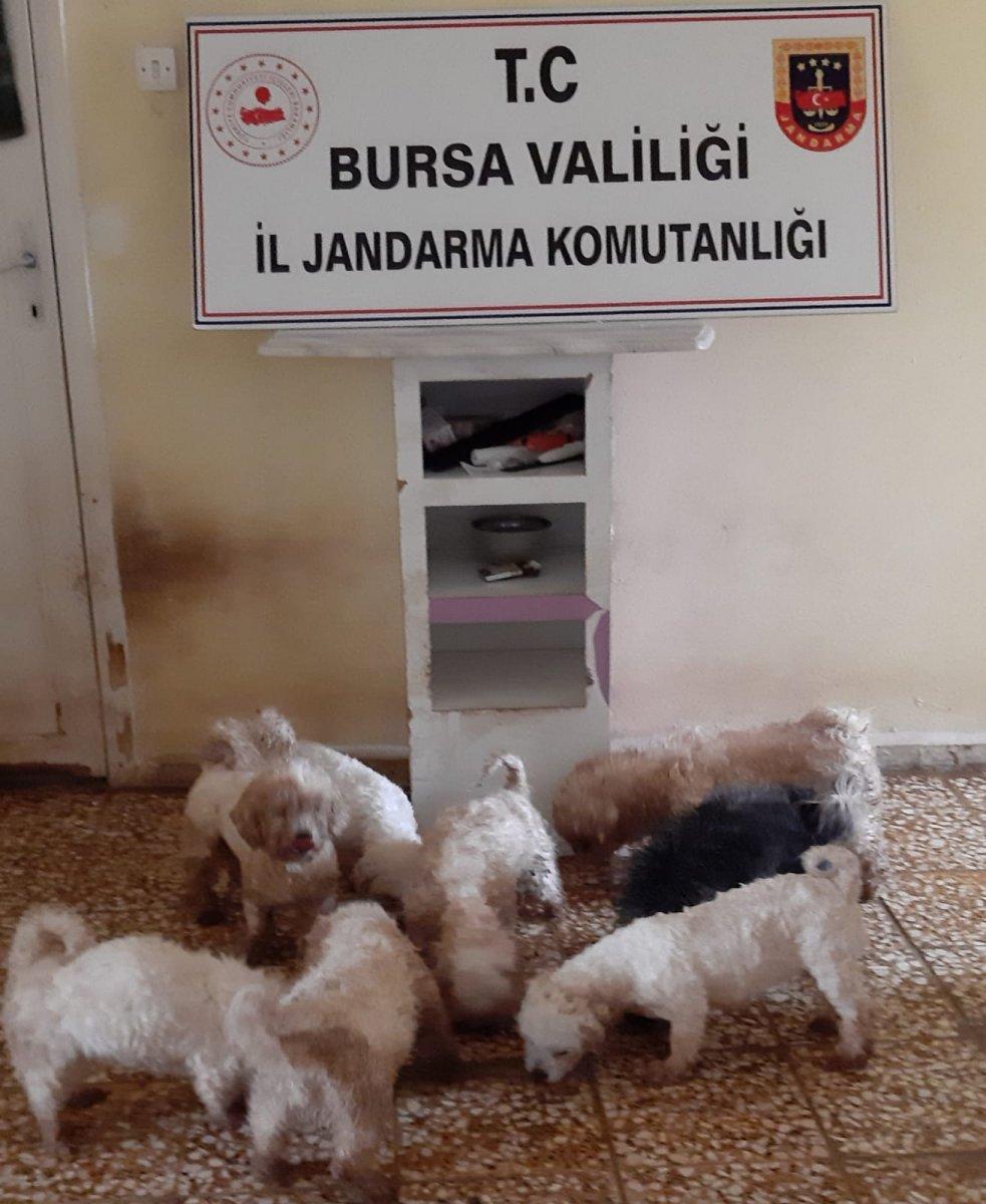 Mudanya'da çiftliğe köpek baskını: 23 köpek ele geçirildi