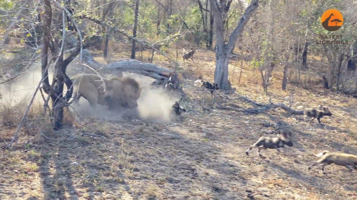 Aslan, yaban köpeği yavrusunu avladı