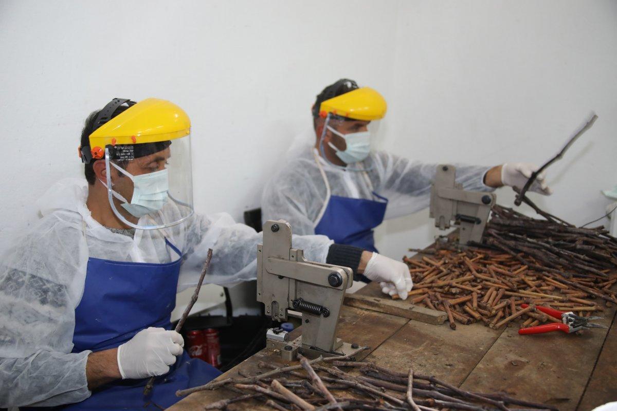 Tokat yaprağı fidanı