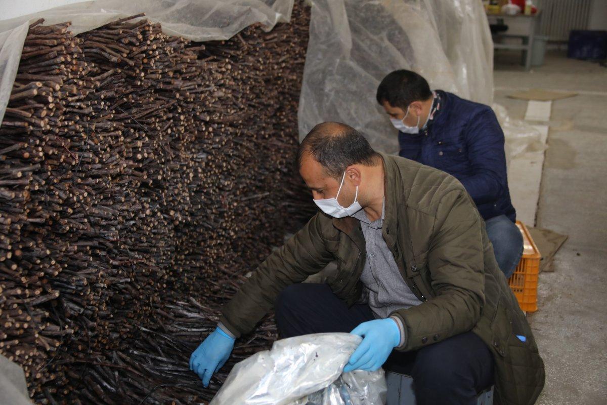 Tokat yaprağı fidanı