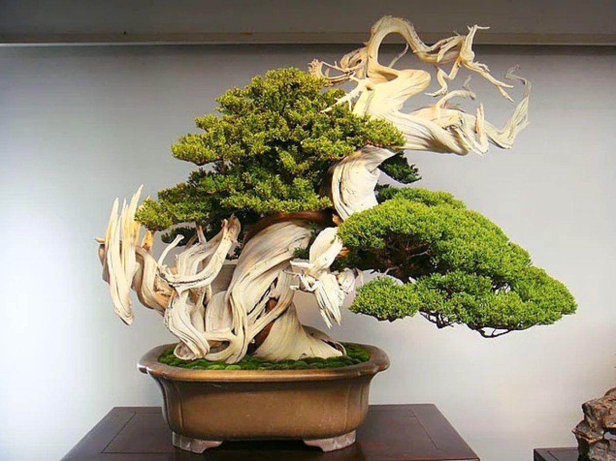 Japonların minyatür ağaç sanatı: Bonsai nedir ve nasıl yetiştirilir?