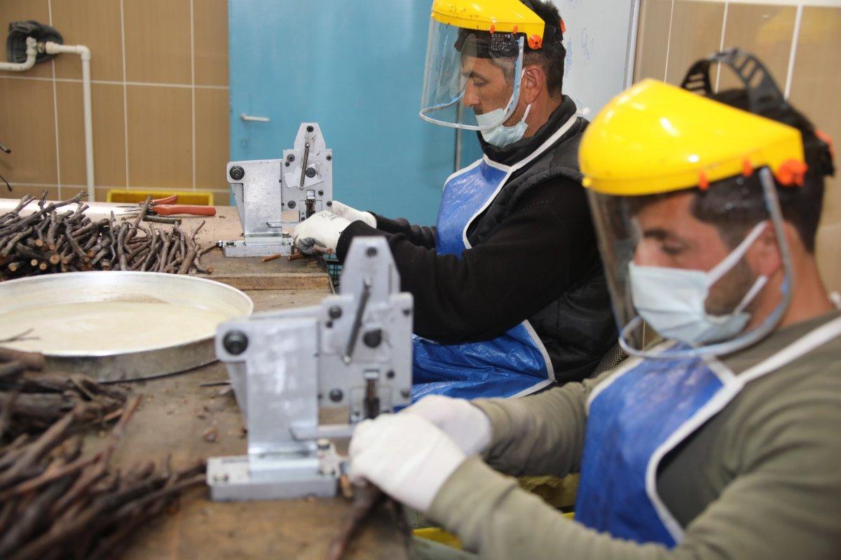 Tokat yaprağı fidanı