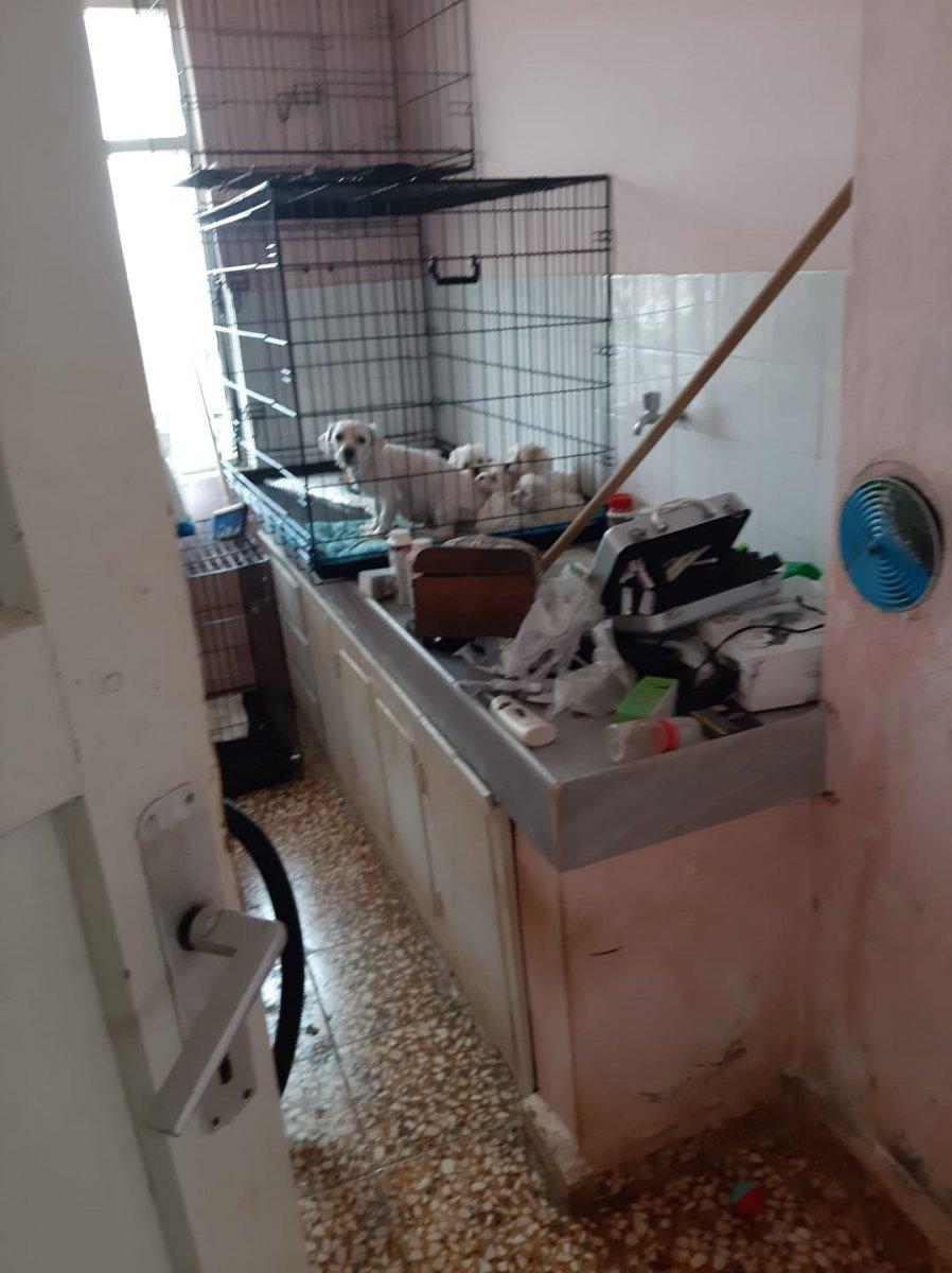 Mudanya'da çiftliğe köpek baskını: 23 köpek ele geçirildi