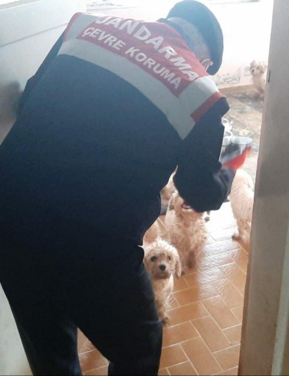 Mudanya'da çiftliğe köpek baskını: 23 köpek ele geçirildi