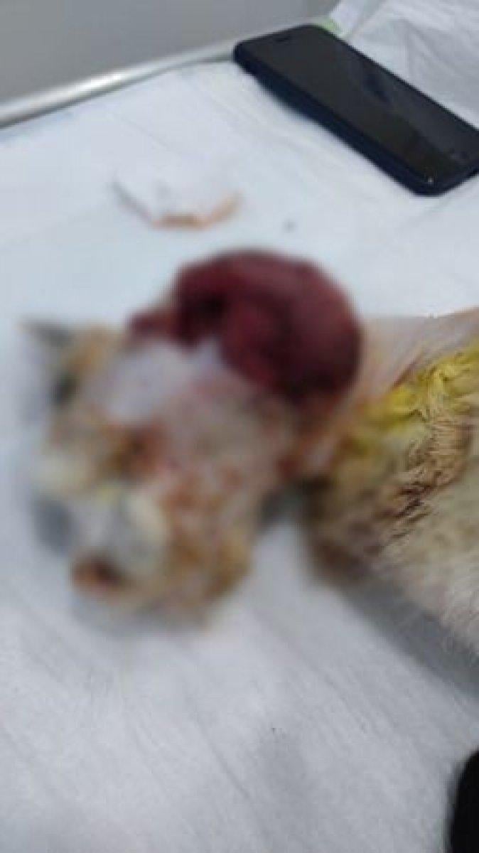 Sakarya'da kediye işkence edildi