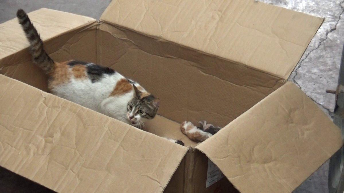 Sultangazi’de aracının motorunda yavrulayan kedi için seferber oldu