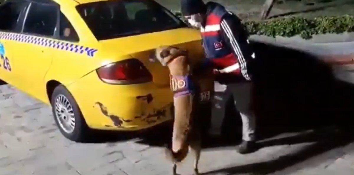 İstanbul taksi bonzai