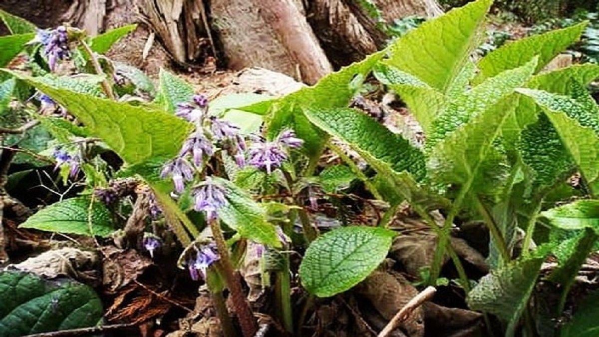 Kaldirik otu nedir, faydaları nelerdir? Kaldirik otu (ıspıt) nasıl kullanılır, nerede bulunur?