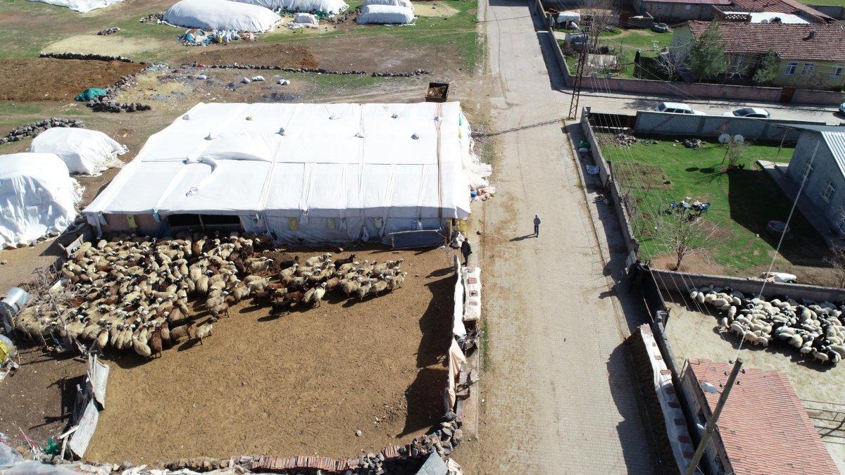 Diyarbakır'ın 200 kuzu, anneleriyle buluştu