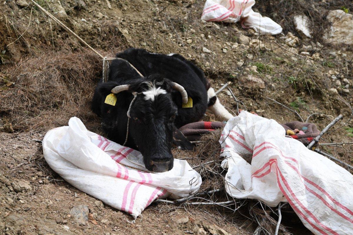 Antalya'da yamaçtan yuvarlanan inek 2 gün sonra kurtarıldı