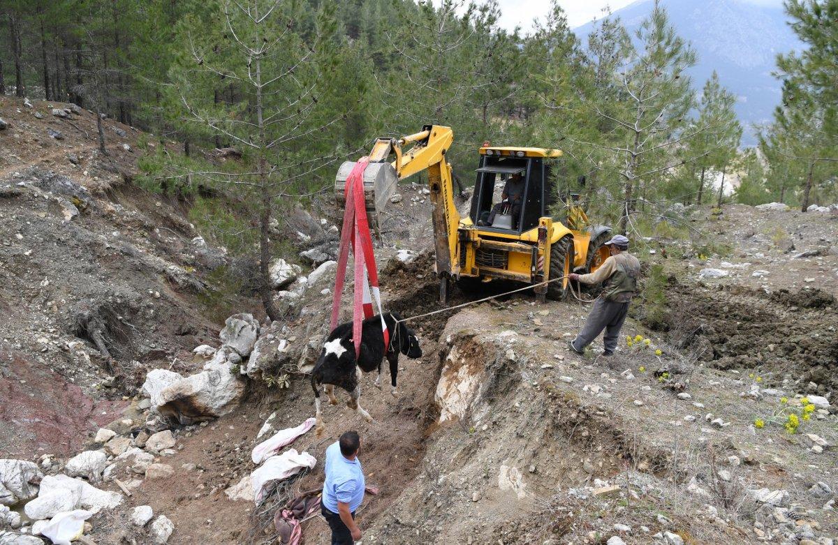 Antalya'da yamaçtan yuvarlanan inek 2 gün sonra kurtarıldı