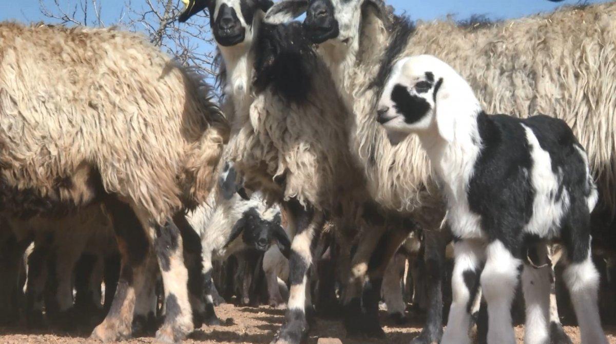 Diyarbakır'ın 200 kuzu, anneleriyle buluştu