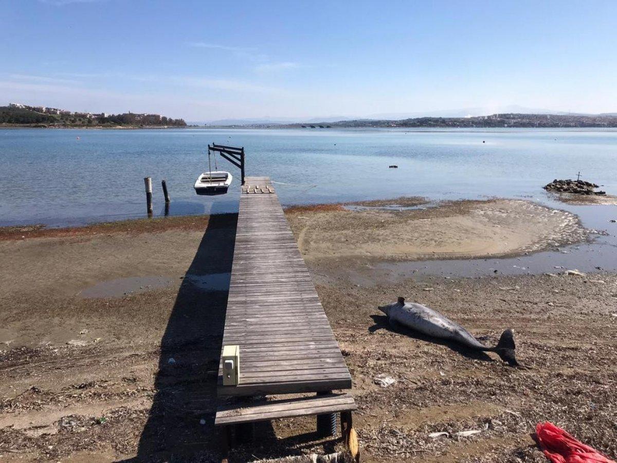 Balıkesir’de yunus balığı karaya vurdu