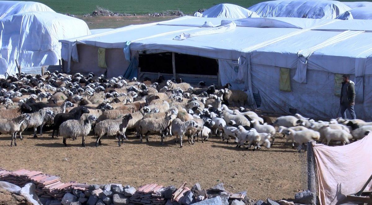 Diyarbakır'ın 200 kuzu, anneleriyle buluştu