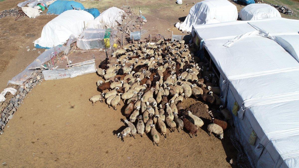 Diyarbakır'ın 200 kuzu, anneleriyle buluştu