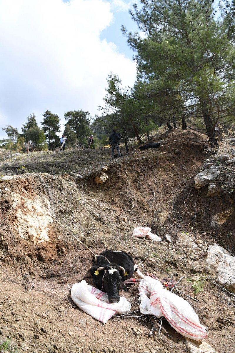 Antalya'da yamaçtan yuvarlanan inek 2 gün sonra kurtarıldı