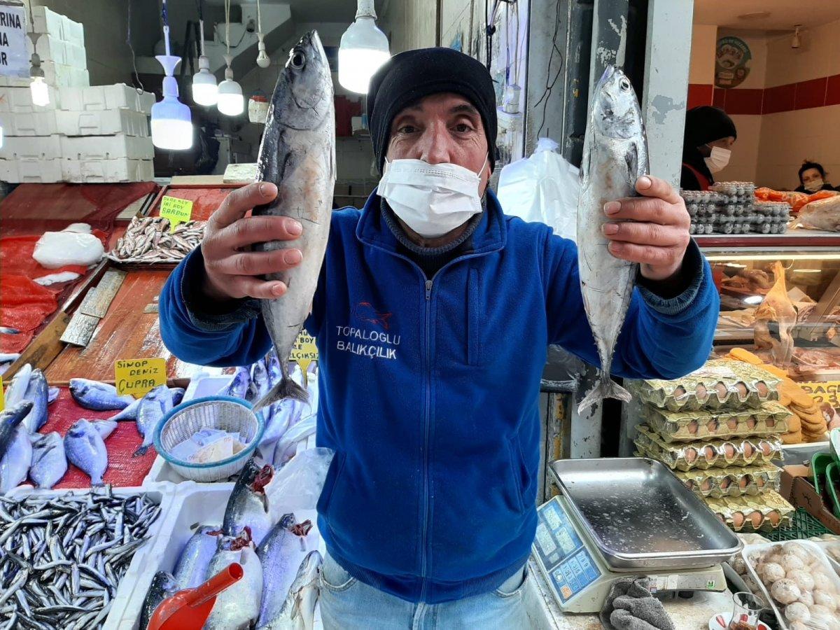 2 ay önce elveda denilen palamut yeniden tezgahlarda