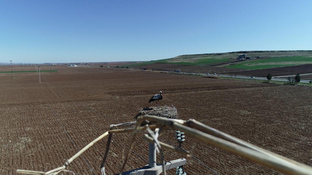 5 bin kilometre yol yapan leylekler yuvalarını hazırlıyor