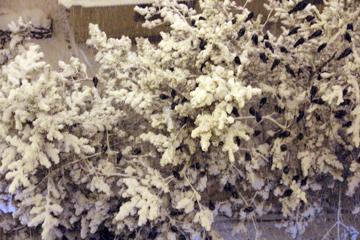 Ardahan'da karga istilası