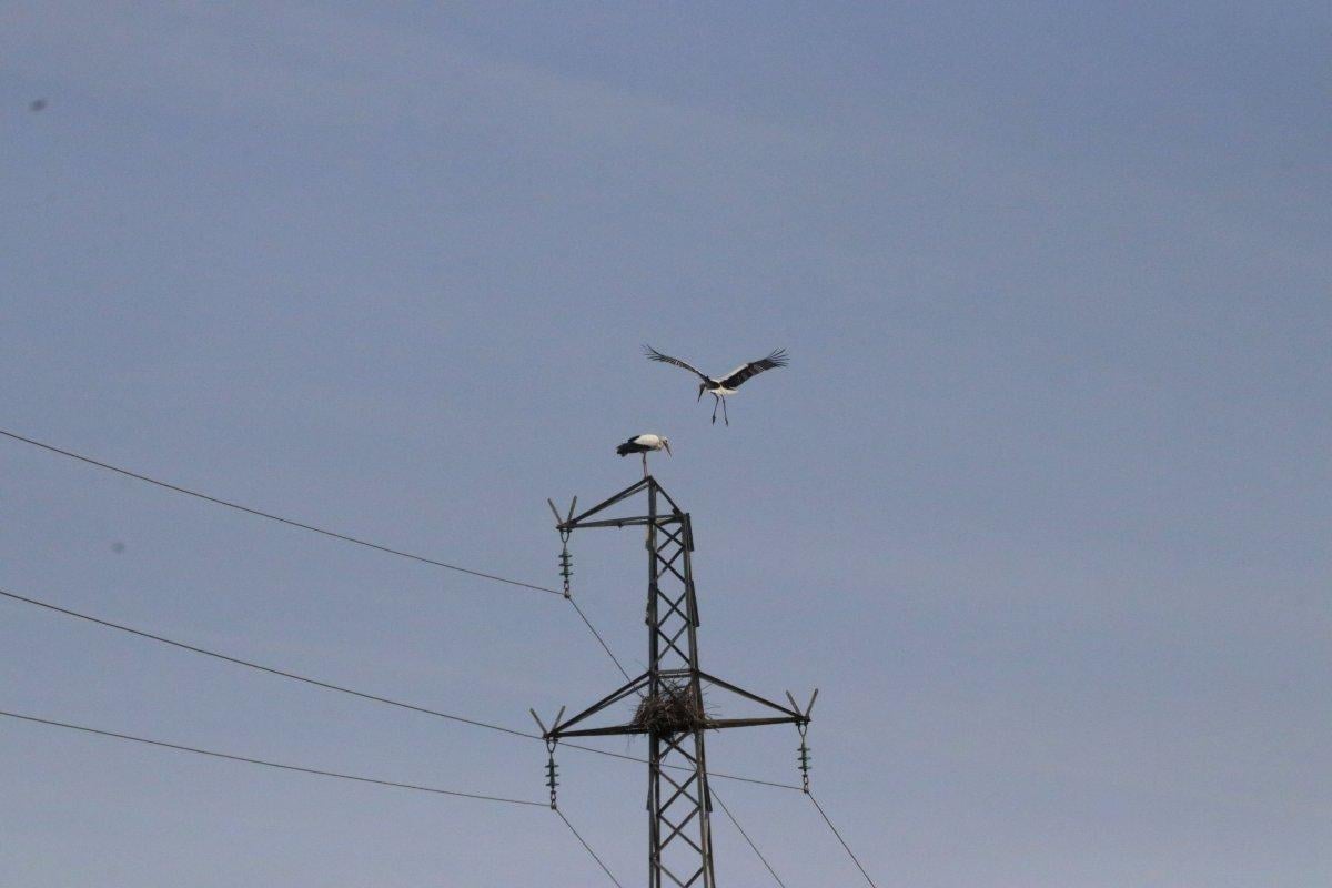 5 bin kilometre yol yapan leylekler yuvalarını hazırlıyor