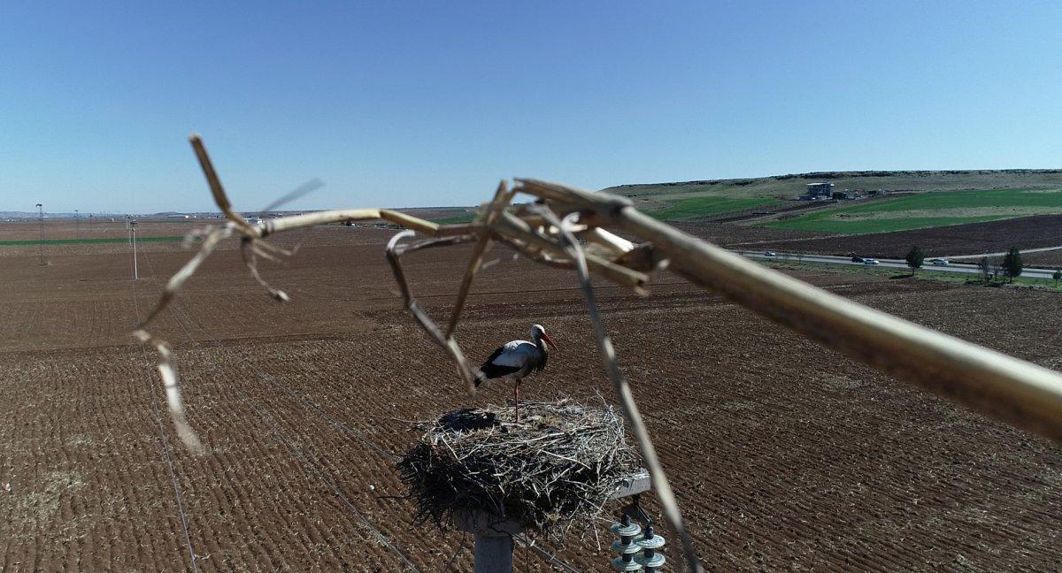 5 bin kilometre yol yapan leylekler yuvalarını hazırlıyor