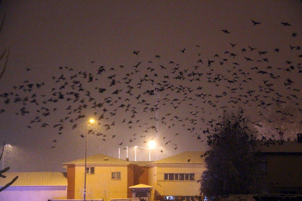 Ardahan'da karga istilası