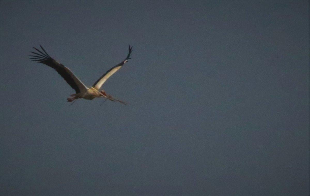 5 bin kilometre yol yapan leylekler yuvalarını hazırlıyor