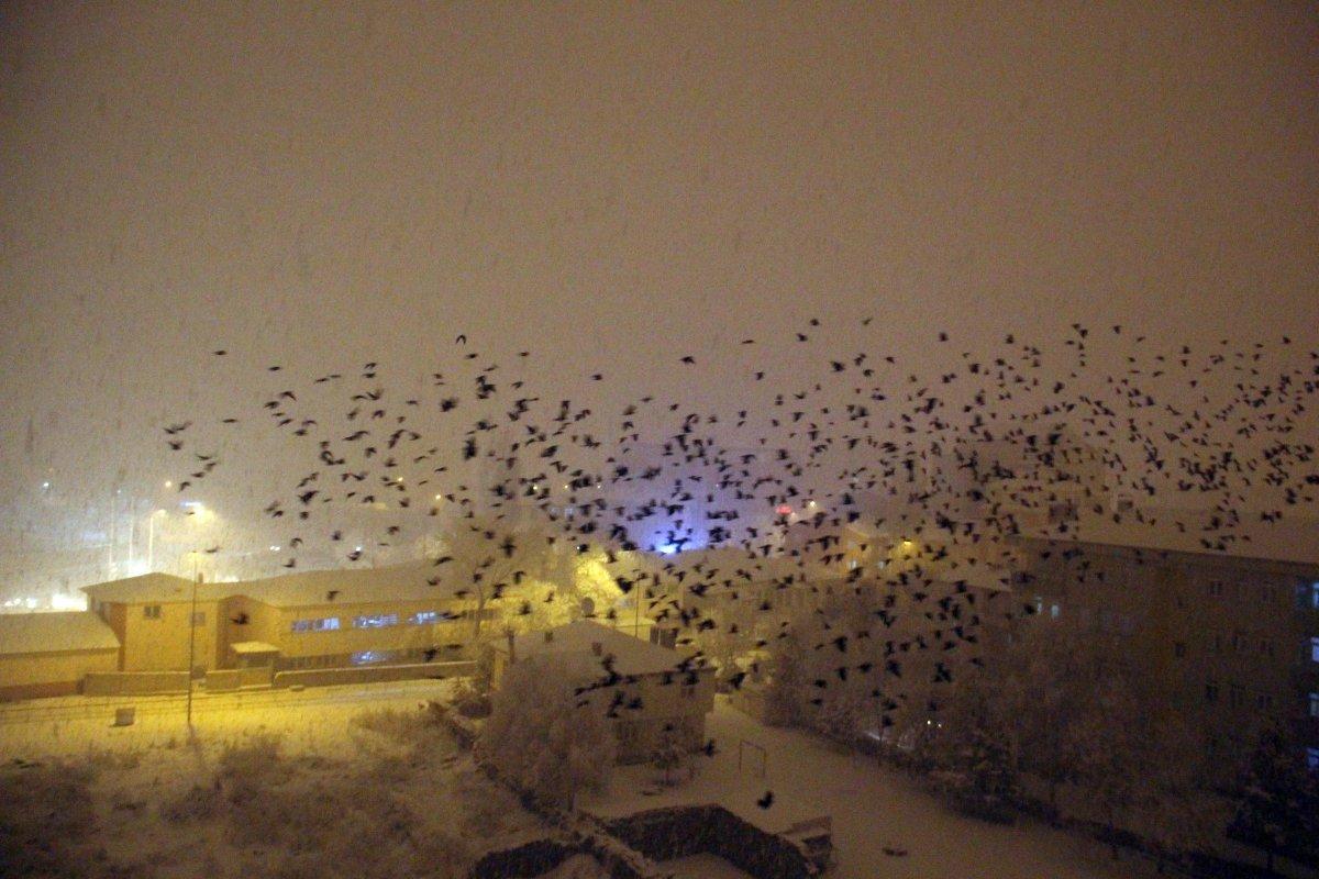 Ardahan'da karga istilası