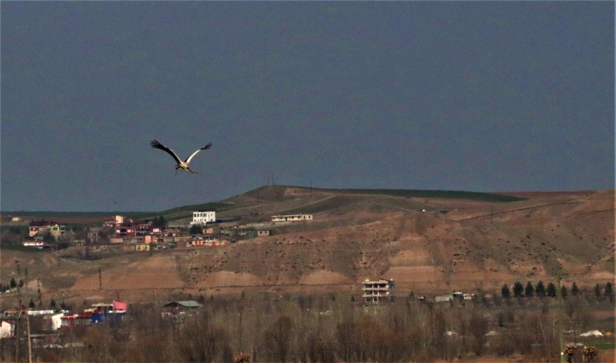 5 bin kilometre yol yapan leylekler yuvalarını hazırlıyor