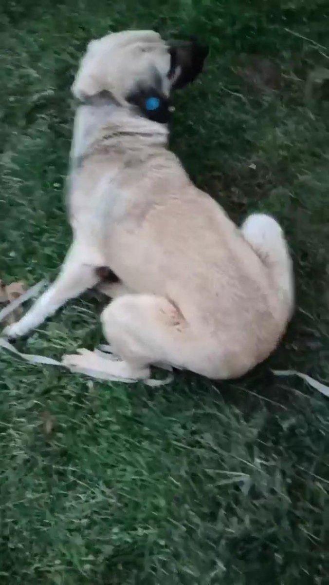 Kocaeli'de köpeği istismar ederken yakalandı