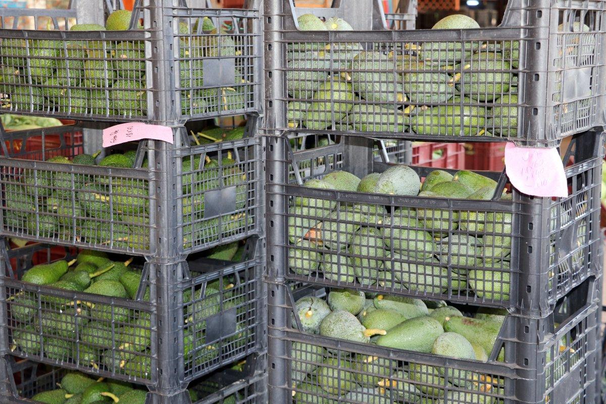 avokadoya talep arttı