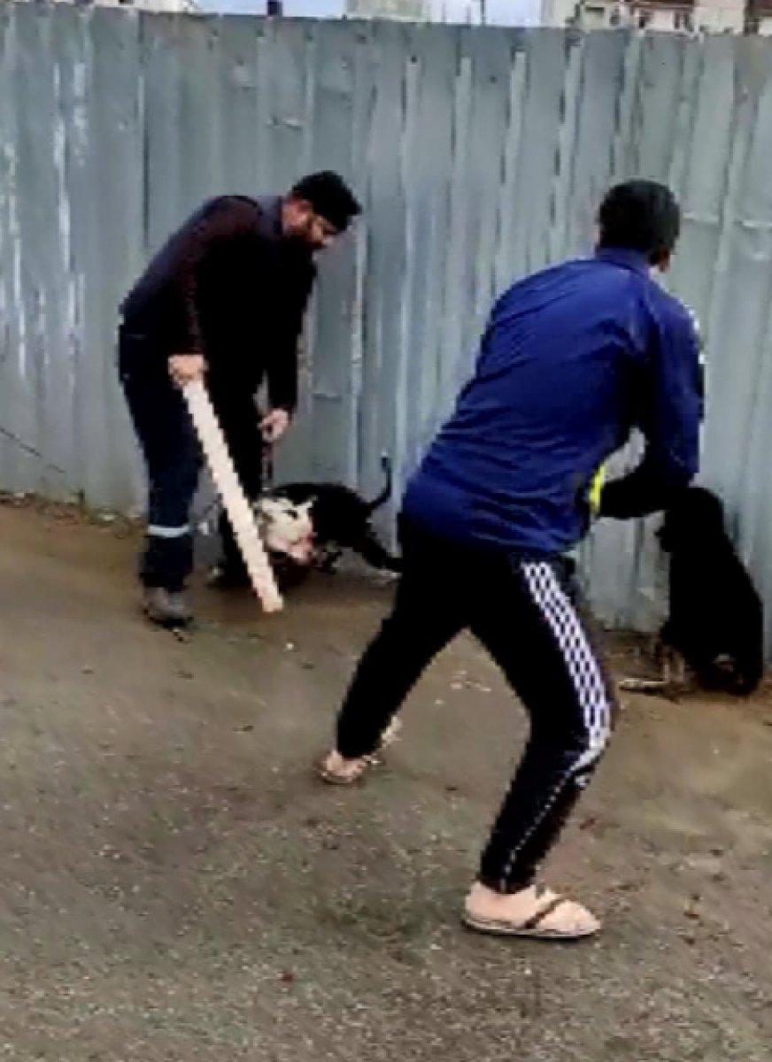 Sultanbeyli'de sokak köpeğine saldıran pitbull kamerada