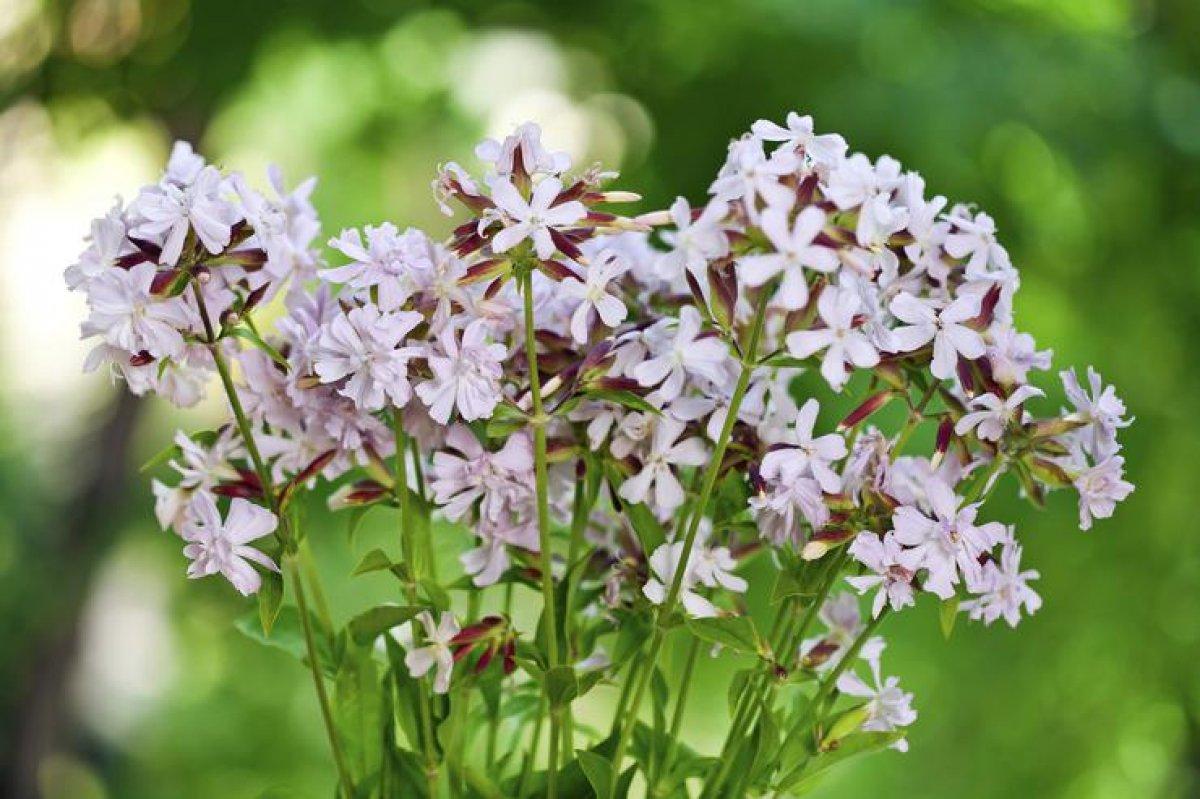 Çöven otu nedir, faydaları nelerdir? Çöven otu neye iyi gelir, nerelerde kullanılır?