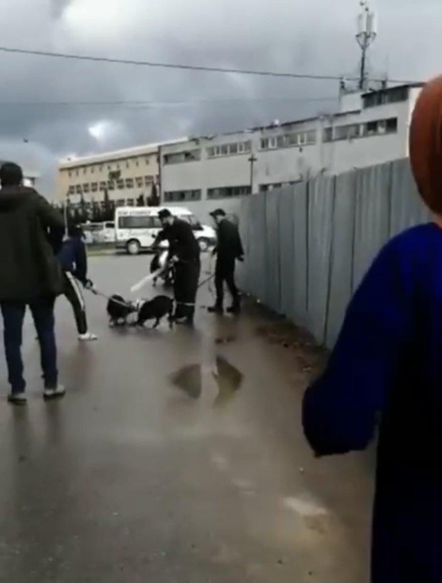 Sultanbeyli'de sokak köpeğine saldıran pitbull kamerada