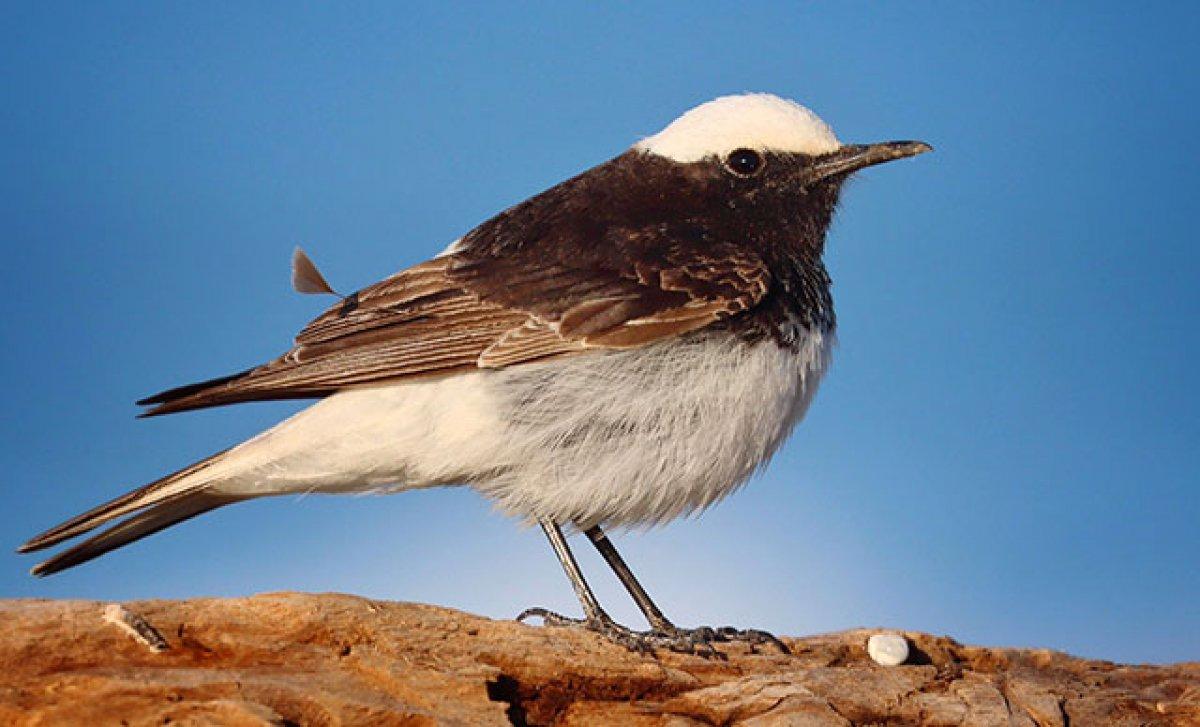 Antalya'da, nadir görülen keşiş kuyrukkakanına rastlandı