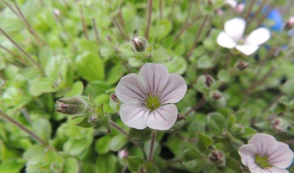 Çöven otu nedir, faydaları nelerdir? Çöven otu neye iyi gelir, nerelerde kullanılır?