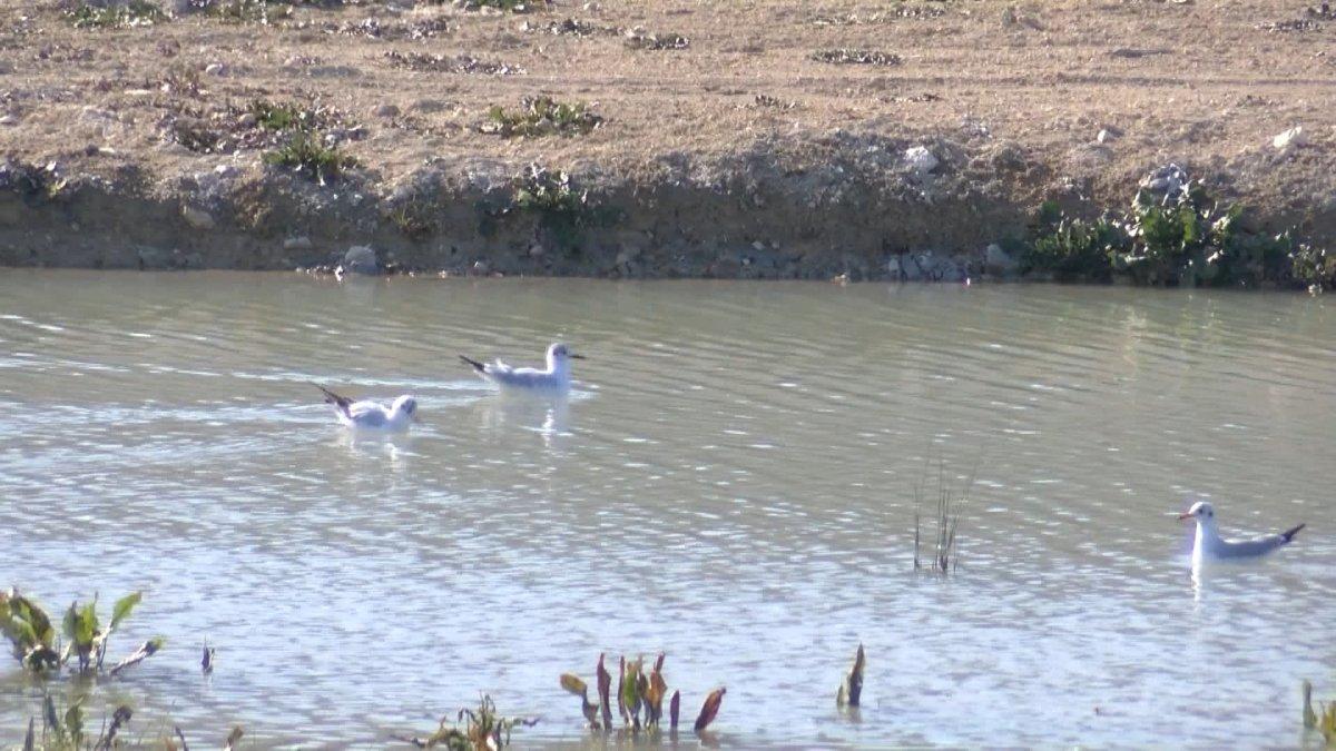 Aranvutköy'de kırmızı akan derenin rengi, farklı tarihlerde de bozuldu