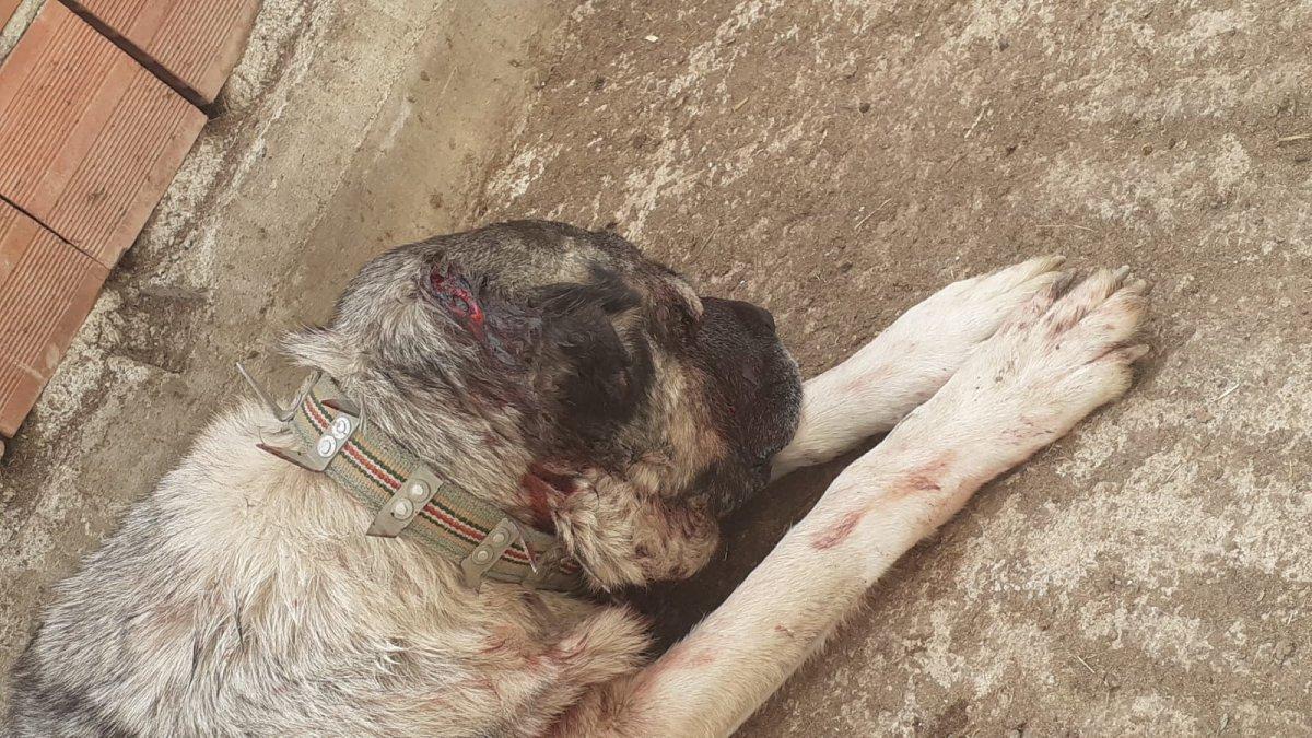 Samsun'da kendisine saldıran köpeği baltayla yaraladı
